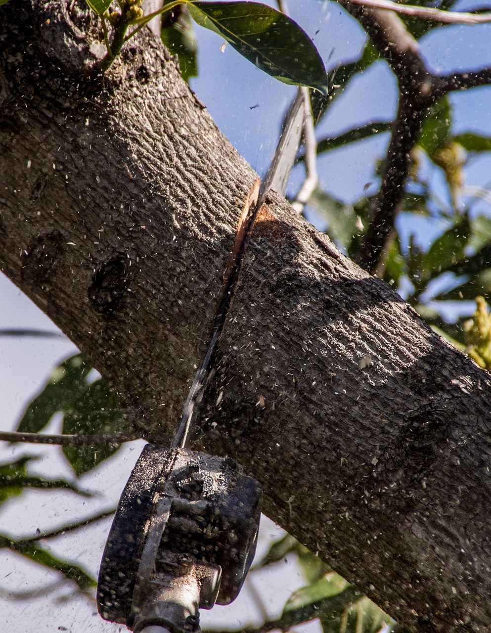 Elagage : tout savoir sur cette opération d’entretien d’arbres