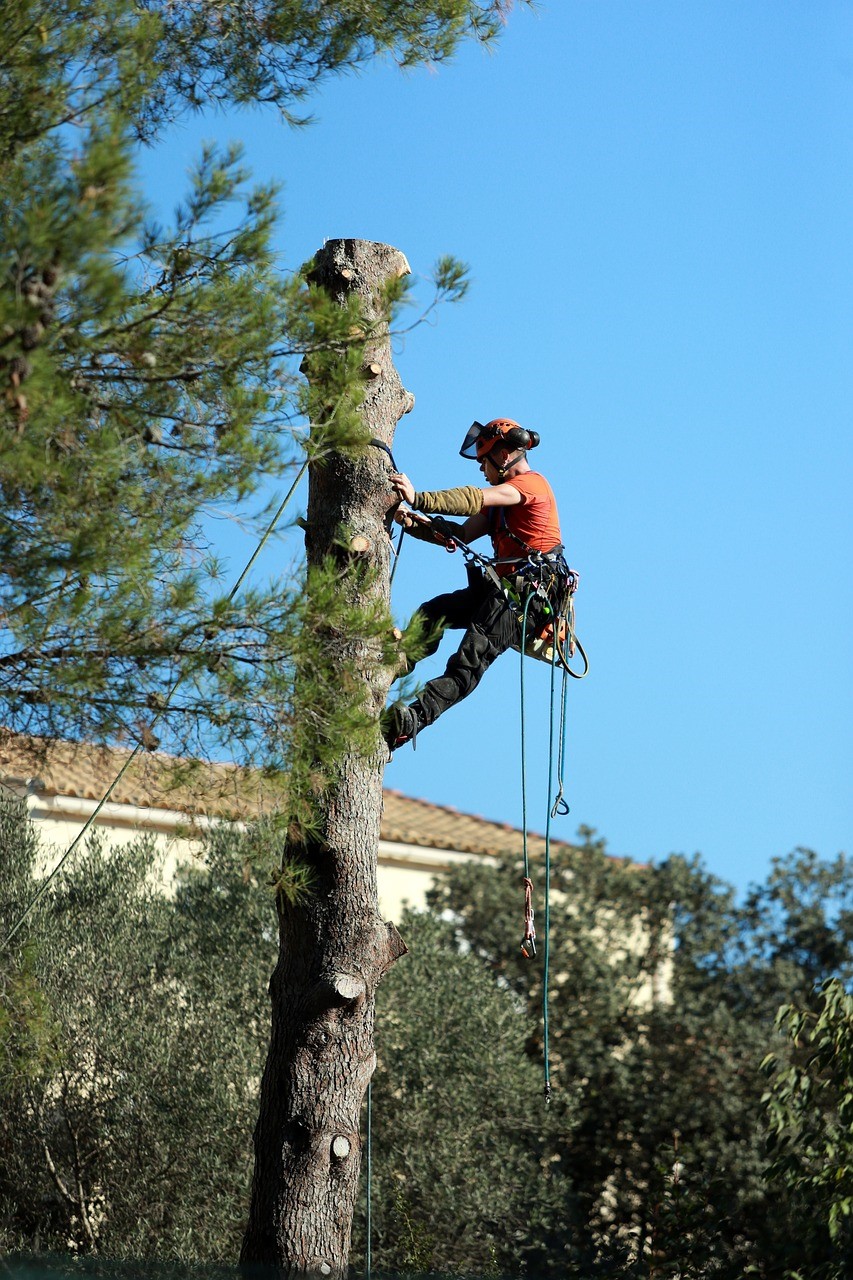 Pourquoi engager un professionnel pour élaguer vos arbres ?