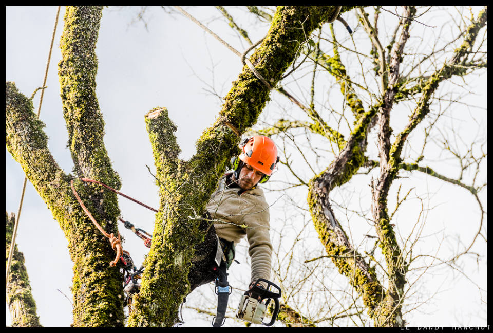 Comment élaguer : tous les conseils pour réussir l’élagage des arbres