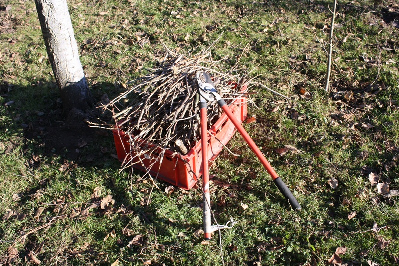 Elagage d’arbre et d’arbuste : le meilleur moment pour le réaliser