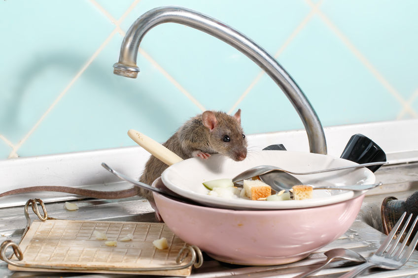 Quels sont les pièges à rats les plus efficaces pour une utilisation domestique ?