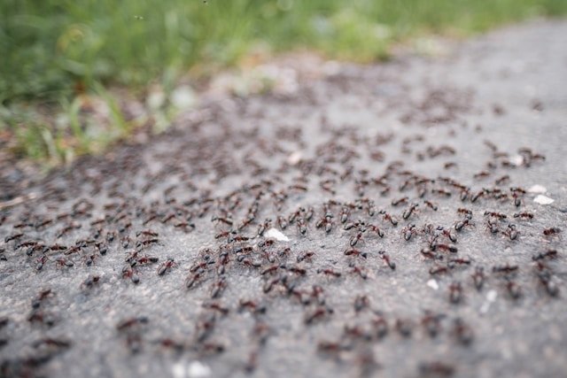 3 astuces de grand-mère pour éloigner les insectes de votre maison
