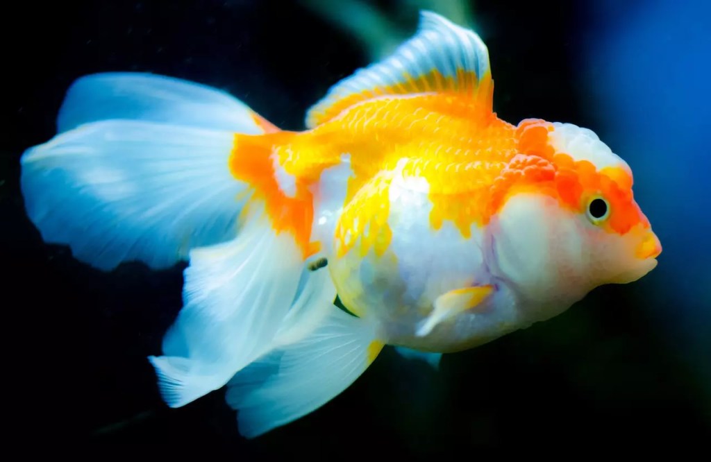 Poisson japonais d’aquarium : guide passionné et complet 