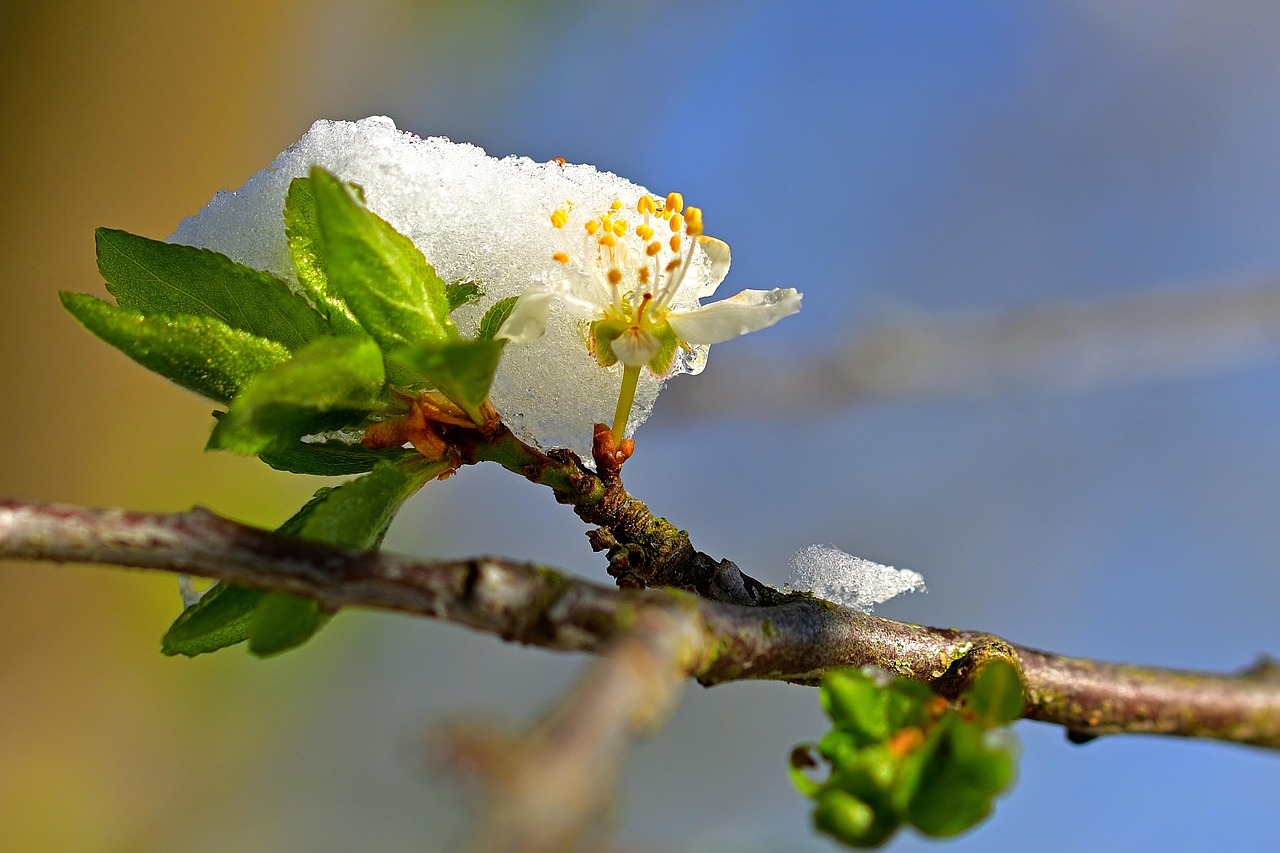 Élaguer en hiver : mythe ou bonne pratique ?